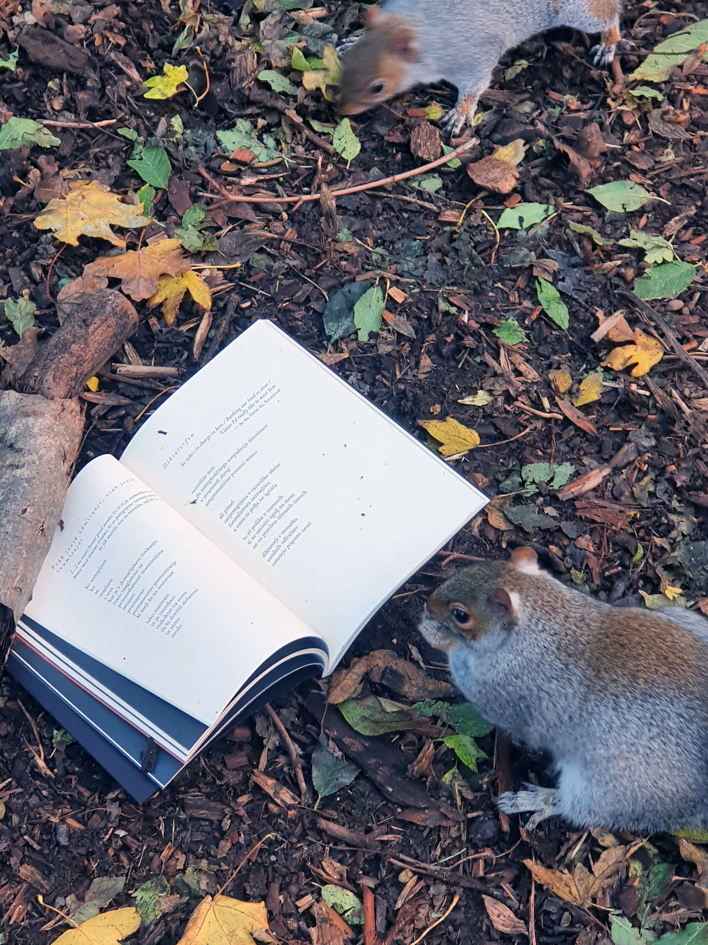 gray squirrel (Sciurus carolinensis)